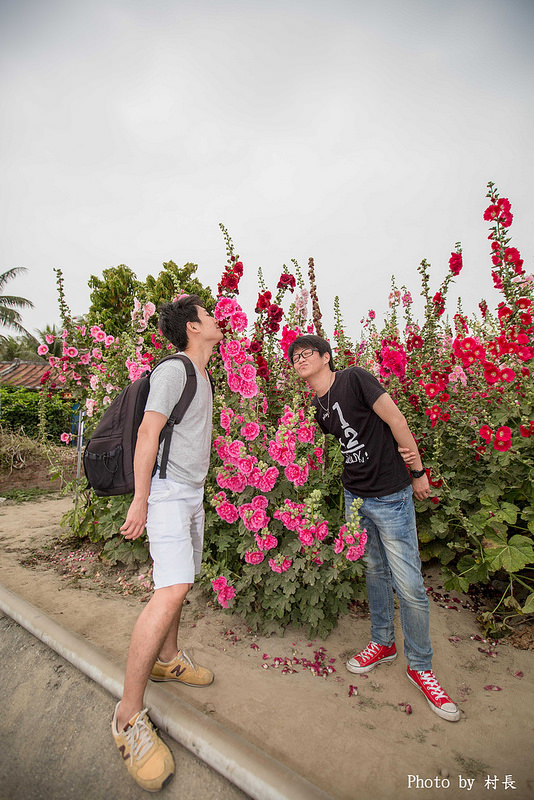 光華里蜀葵花田:【遊記】{台南。學甲區}學甲人的後花園有爭奇鬥豔的蜀葵
