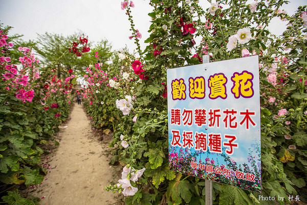 光華里蜀葵花田:【遊記】{台南。學甲區}學甲人的後花園有爭奇鬥豔的蜀葵