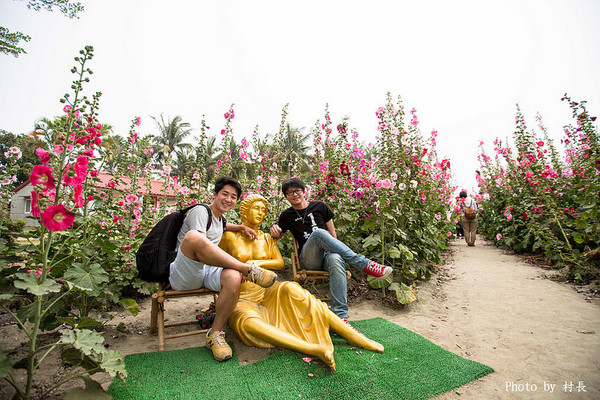 光華里蜀葵花田:【遊記】{台南。學甲區}學甲人的後花園有爭奇鬥豔的蜀葵