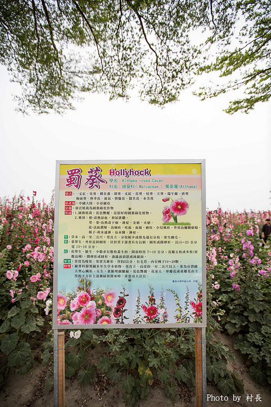 光華里蜀葵花田:【遊記】{台南。學甲區}學甲人的後花園有爭奇鬥豔的蜀葵