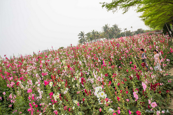 光華里蜀葵花田:【遊記】{台南。學甲區}學甲人的後花園有爭奇鬥豔的蜀葵