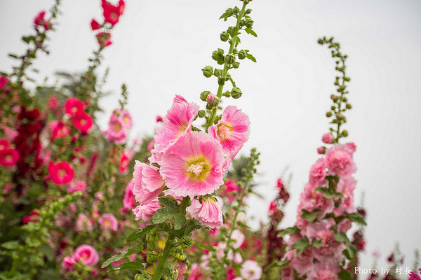光華里蜀葵花田:【遊記】{台南。學甲區}學甲人的後花園有爭奇鬥豔的蜀葵