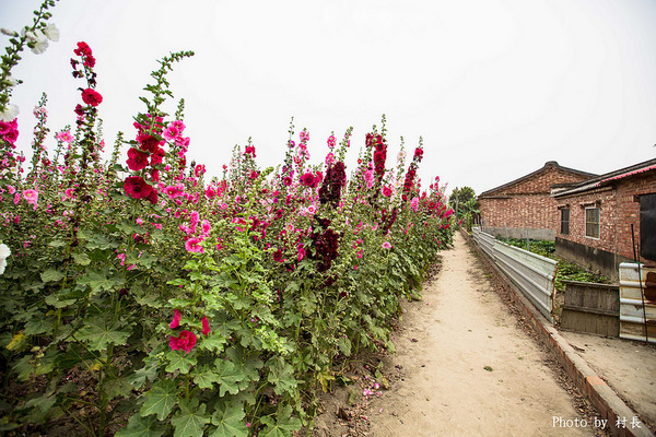 光華里蜀葵花田:【遊記】{台南。學甲區}學甲人的後花園有爭奇鬥豔的蜀葵