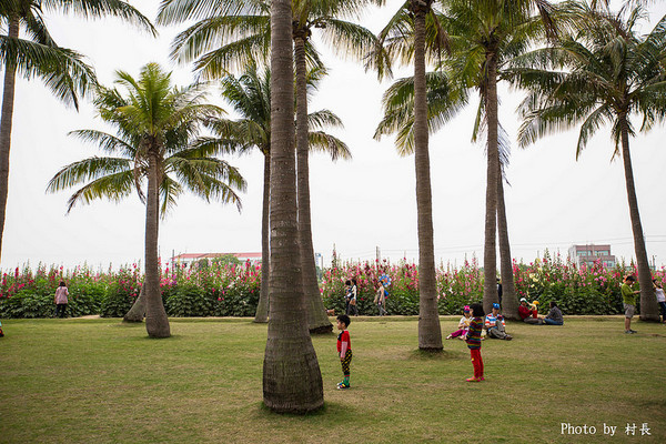 光華里蜀葵花田:【遊記】{台南。學甲區}學甲人的後花園有爭奇鬥豔的蜀葵