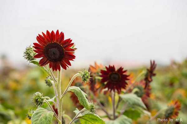 光華里蜀葵花田:【遊記】{台南。學甲區}學甲人的後花園有爭奇鬥豔的蜀葵