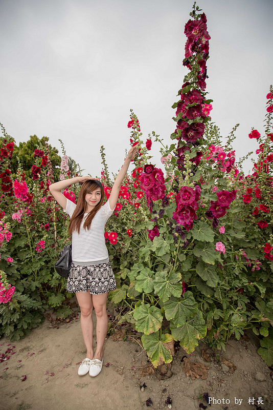 光華里蜀葵花田:【遊記】{台南。學甲區}學甲人的後花園有爭奇鬥豔的蜀葵
