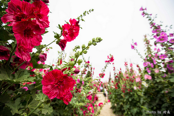 光華里蜀葵花田:【遊記】{台南。學甲區}學甲人的後花園有爭奇鬥豔的蜀葵