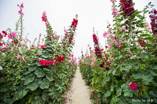 光華里蜀葵花田:【遊記】{台南。學甲區}學甲人的後花園有爭奇鬥豔的蜀葵