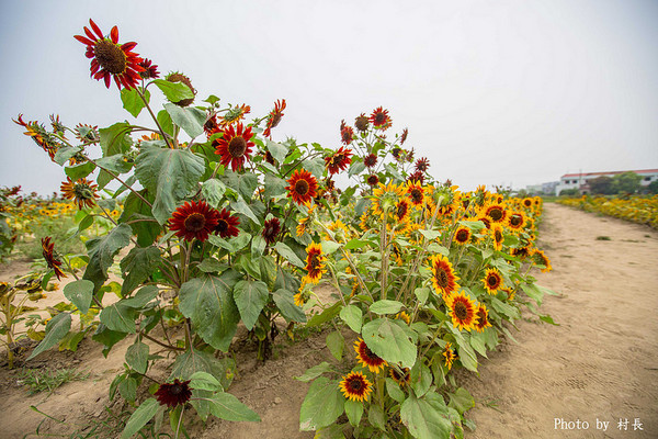 光華里蜀葵花田:【遊記】{台南。學甲區}學甲人的後花園有爭奇鬥豔的蜀葵