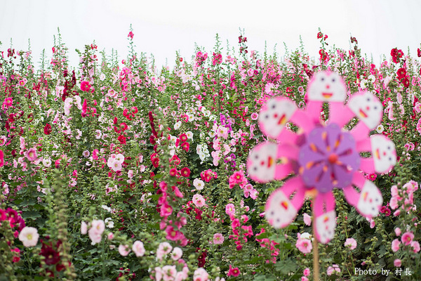 光華里蜀葵花田:【遊記】{台南。學甲區}學甲人的後花園有爭奇鬥豔的蜀葵
