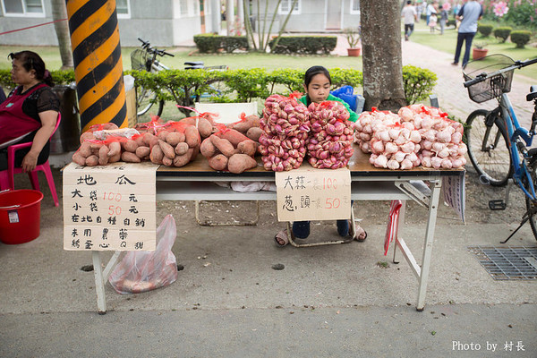 光華里蜀葵花田:【遊記】{台南。學甲區}學甲人的後花園有爭奇鬥豔的蜀葵