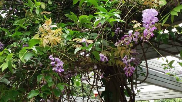 元生公園：【桃園景點】中壢元生公園紫藤花(花況4月16)