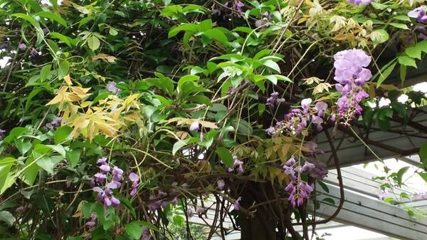 元生公園：【桃園景點】中壢元生公園紫藤花(花況4月16)