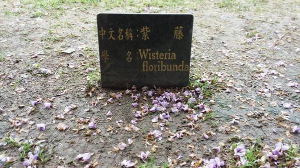 元生公園：【桃園景點】中壢元生公園紫藤花(花況4月16)