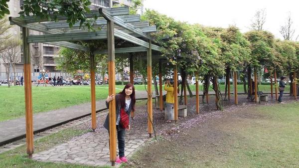 元生公園：【桃園景點】中壢元生公園紫藤花(花況4月16)