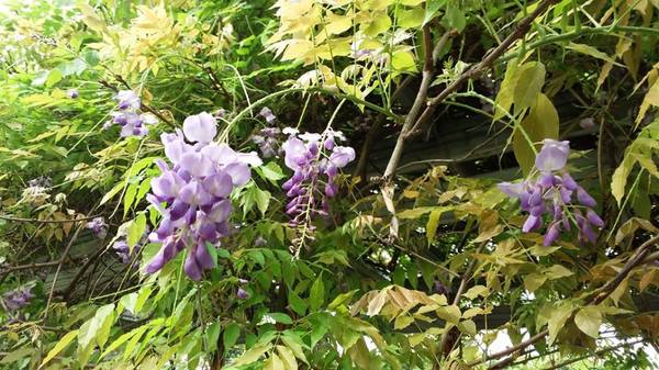 元生公園：【桃園景點】中壢元生公園紫藤花(花況4月16)