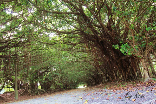 新營綠色隧道8460