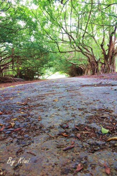 新營綠色隧道8476