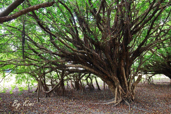 新營綠色隧道8484