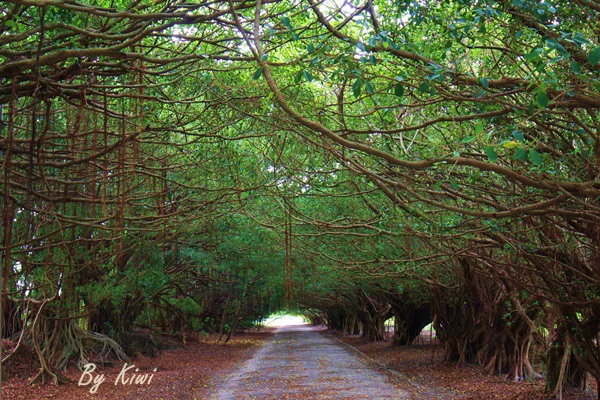 新營綠色隧道8490