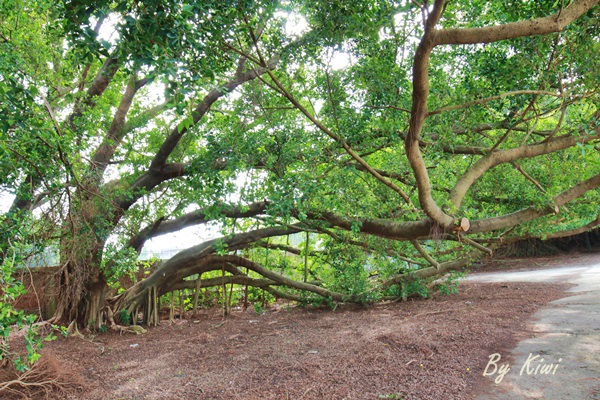 新營綠色隧道8453