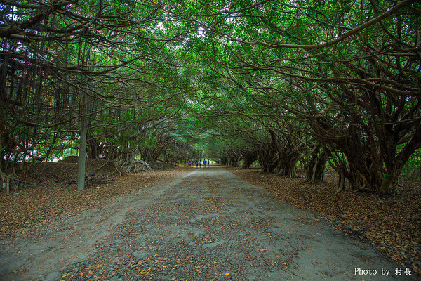 長勝營區綠色隧道：【遊記】｛台南。新營區｝全台最美的綠色隧道即將消失