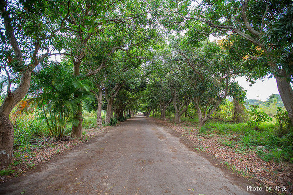 長勝營區綠色隧道：【遊記】｛台南。新營區｝全台最美的綠色隧道即將消失