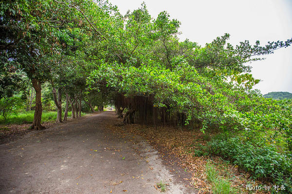 長勝營區綠色隧道：【遊記】｛台南。新營區｝全台最美的綠色隧道即將消失