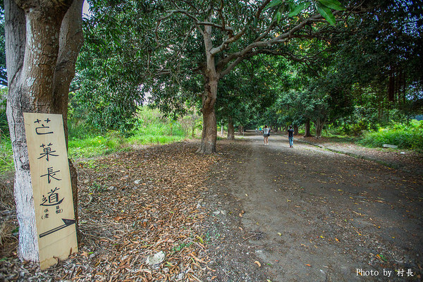 長勝營區綠色隧道：【遊記】｛台南。新營區｝全台最美的綠色隧道即將消失