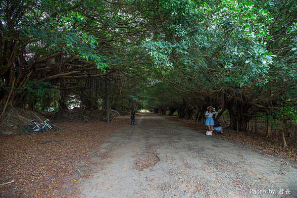 長勝營區綠色隧道：【遊記】｛台南。新營區｝全台最美的綠色隧道即將消失