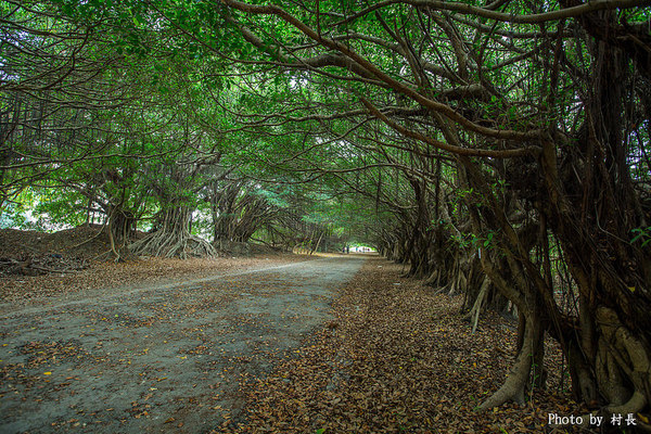長勝營區綠色隧道：【遊記】｛台南。新營區｝全台最美的綠色隧道即將消失