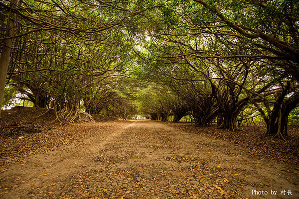 長勝營區綠色隧道：【遊記】｛台南。新營區｝全台最美的綠色隧道即將消失
