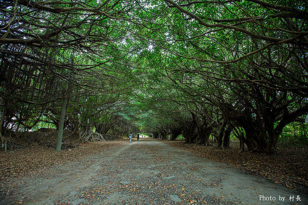 長勝營區綠色隧道：【遊記】｛台南。新營區｝全台最美的綠色隧道即將消失