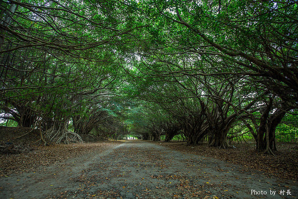 長勝營區綠色隧道：【遊記】｛台南。新營區｝全台最美的綠色隧道即將消失