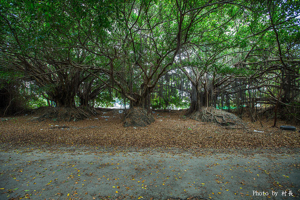 長勝營區綠色隧道：【遊記】｛台南。新營區｝全台最美的綠色隧道即將消失
