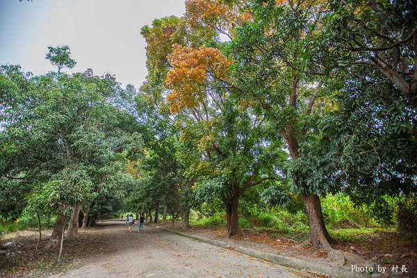 長勝營區綠色隧道：【遊記】｛台南。新營區｝全台最美的綠色隧道即將消失