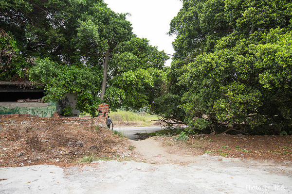 長勝營區綠色隧道：【遊記】｛台南。新營區｝全台最美的綠色隧道即將消失