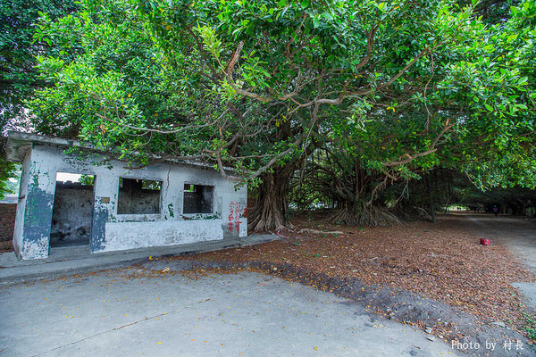 長勝營區綠色隧道：【遊記】｛台南。新營區｝全台最美的綠色隧道即將消失