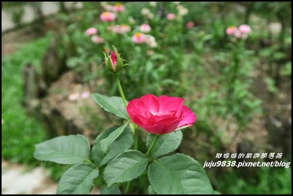 玫瑰山谷52.JPG