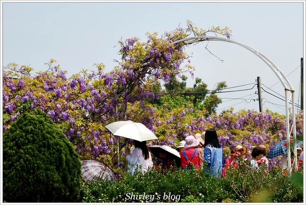紫藤咖啡園：淡水‧紫藤咖啡園2015