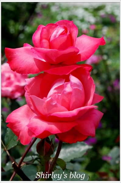 紫藤咖啡園：淡水‧紫藤咖啡園2015