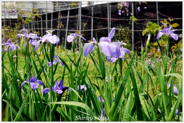 紫藤咖啡園：淡水‧紫藤咖啡園2015