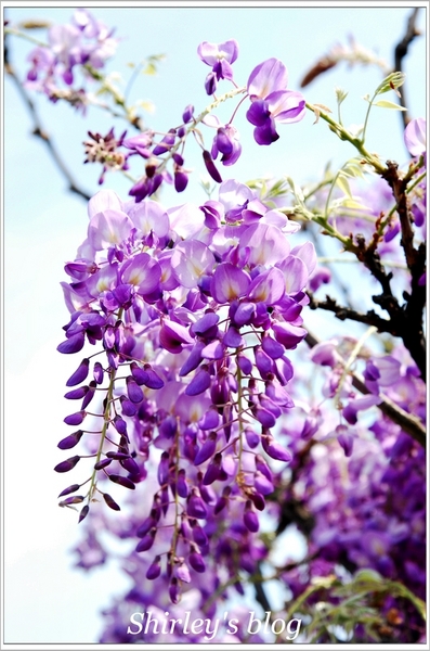 紫藤咖啡園：淡水‧紫藤咖啡園2015