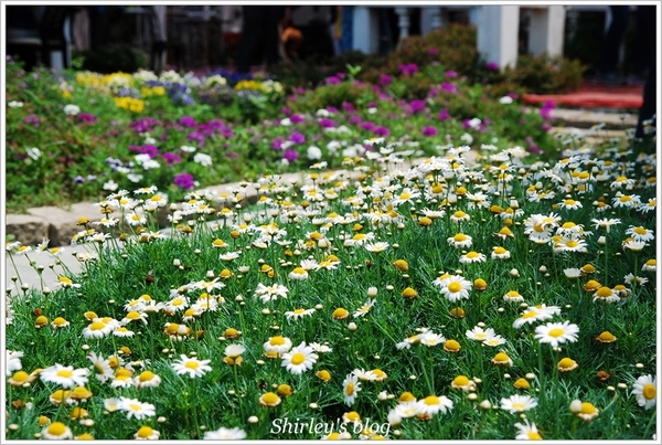 紫藤咖啡園：淡水‧紫藤咖啡園2015