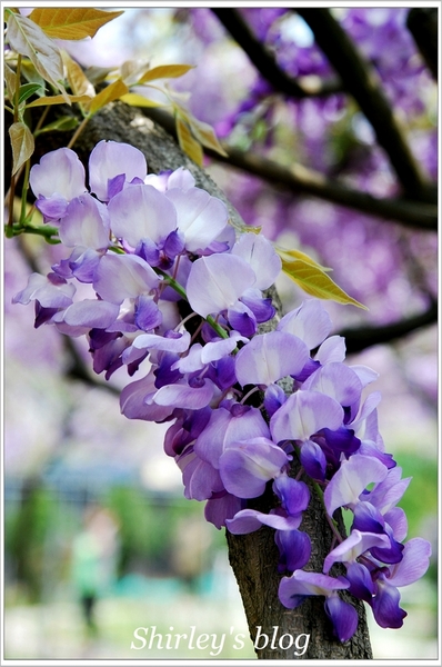 紫藤咖啡園：淡水‧紫藤咖啡園2015