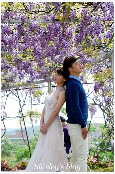 紫藤咖啡園：淡水‧紫藤咖啡園2015