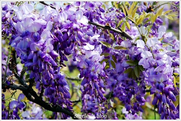 紫藤咖啡園：淡水‧紫藤咖啡園2015
