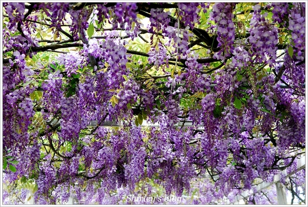 紫藤咖啡園：淡水‧紫藤咖啡園2015