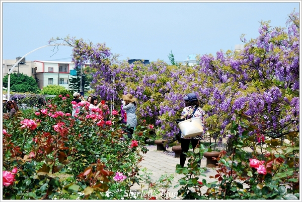 紫藤咖啡園：淡水‧紫藤咖啡園2015