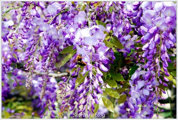 紫藤咖啡園：淡水‧紫藤咖啡園2015